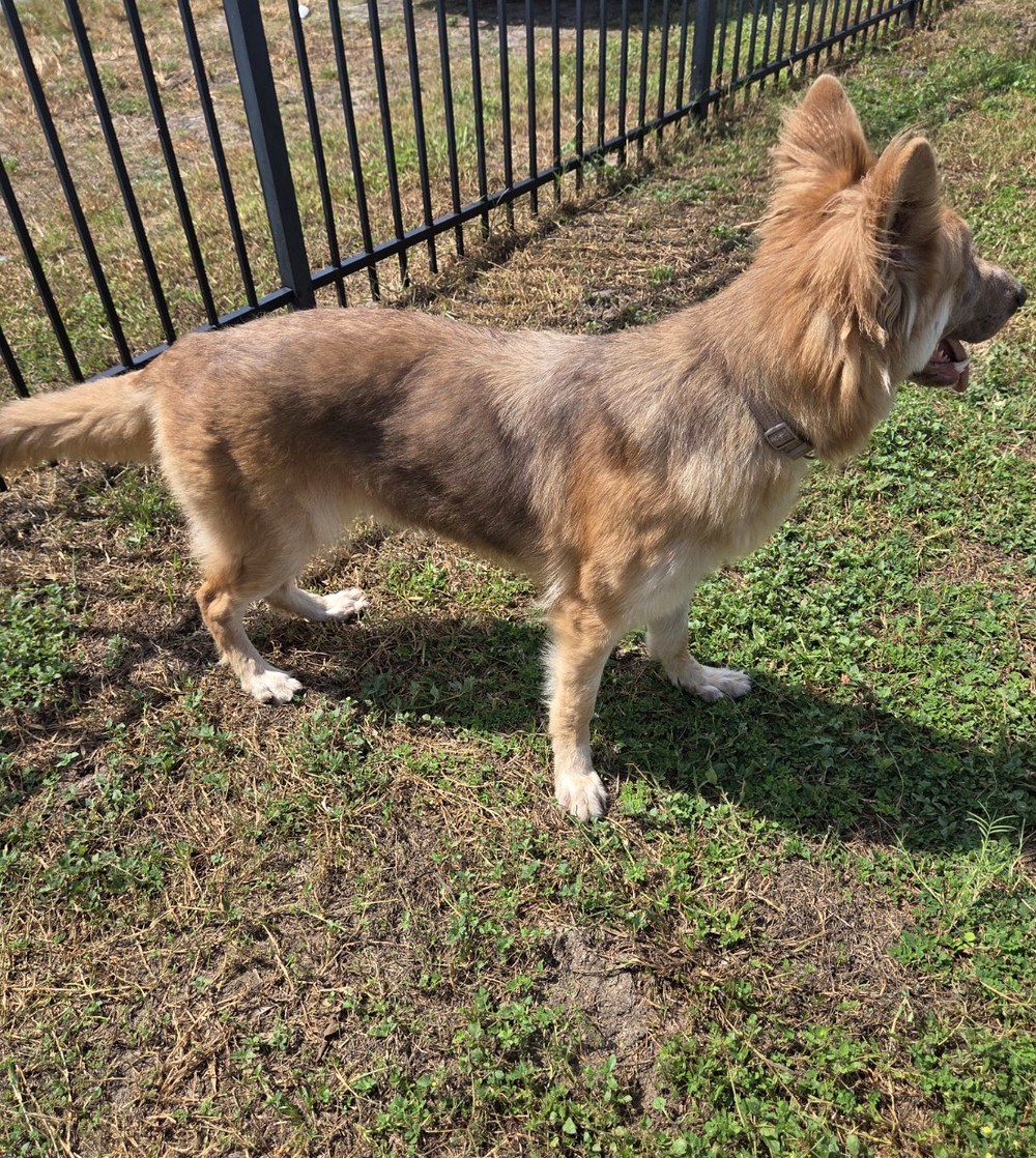 Ocala German Shepherds gallery image