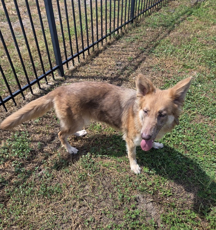 Ocala German Shepherds gallery image