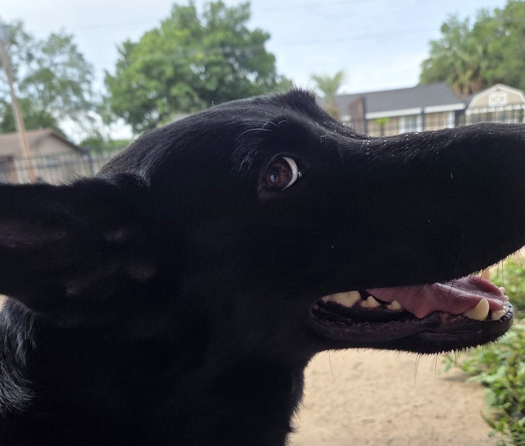 Ocala German Shepherds gallery image