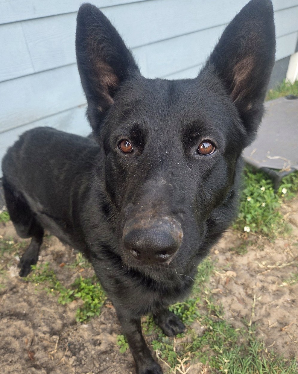 Bear, black German Shepherd female at Ocala German Shepherds