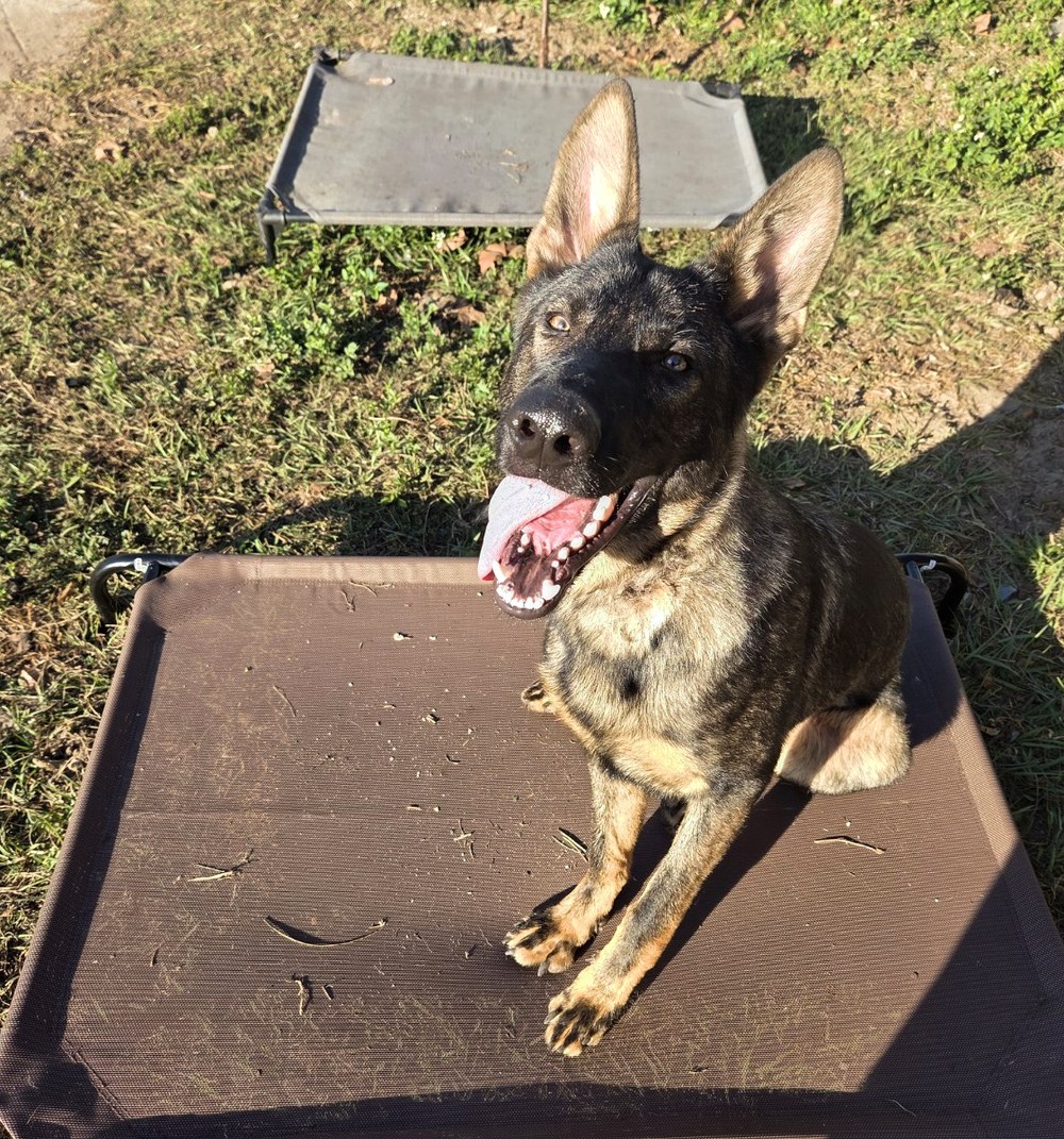 Ocala German Shepherds gallery image