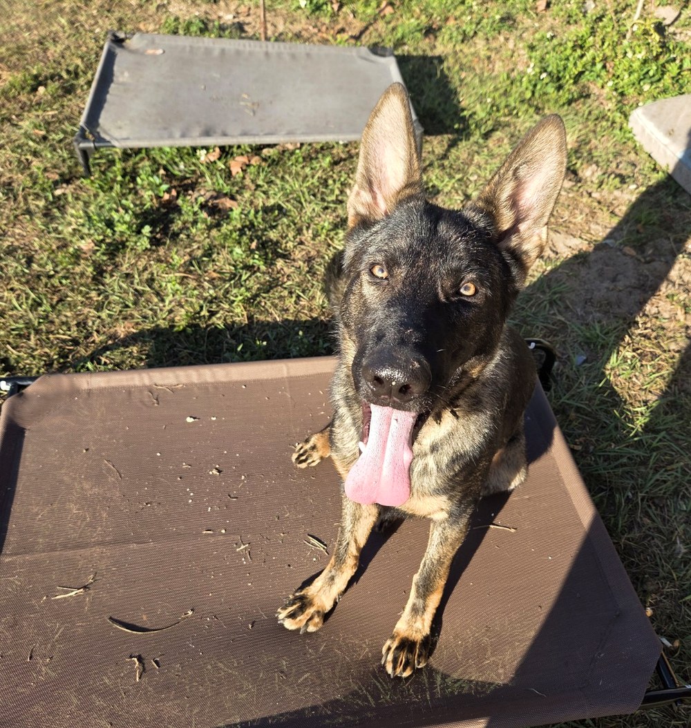 Ocala German Shepherds gallery image