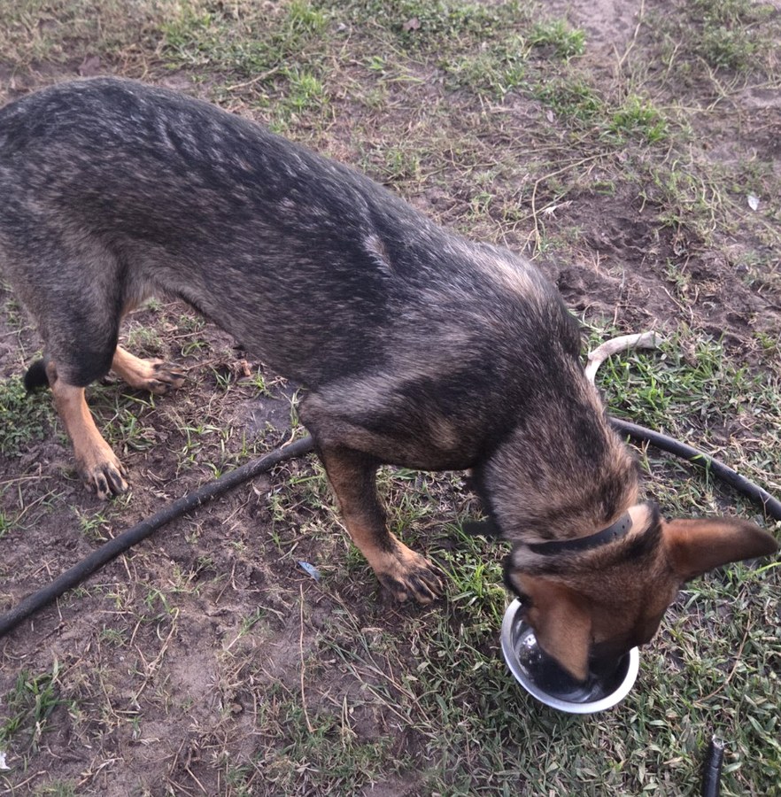 Ocala German Shepherds gallery image