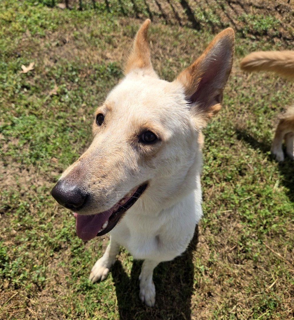 Ocala German Shepherds gallery image