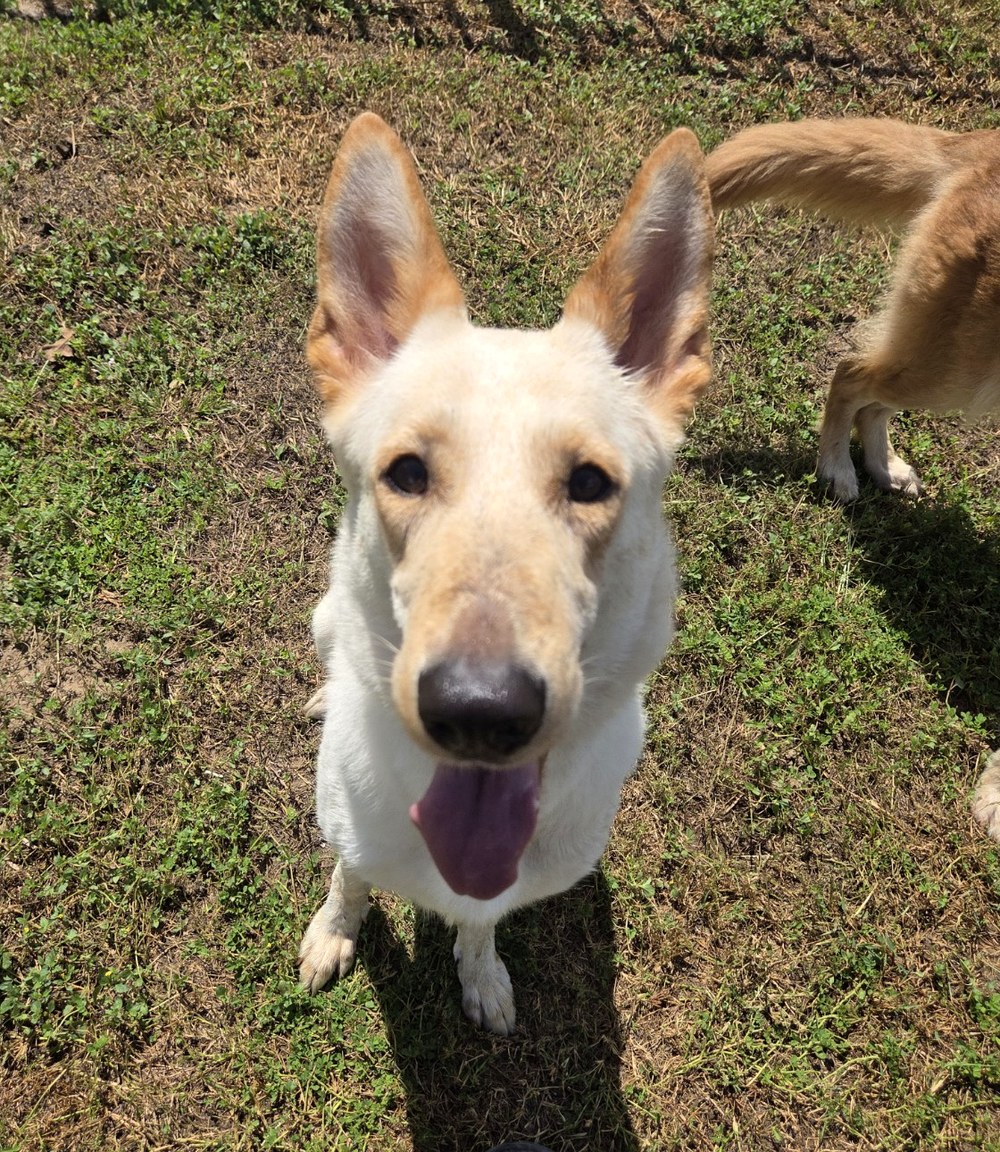 Ocala German Shepherds gallery image