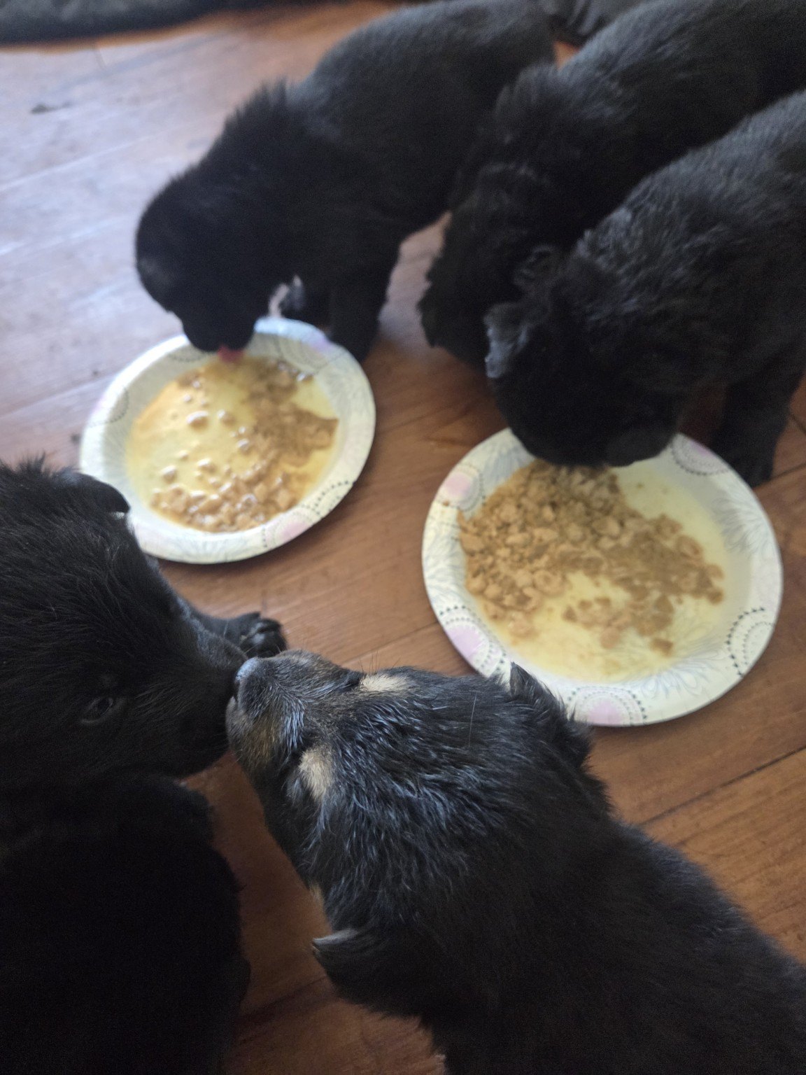 Black German Shepherd puppies feeding