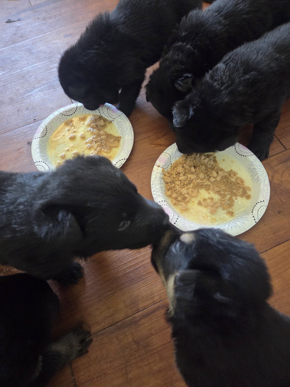 Black German Shepherd puppies eating together