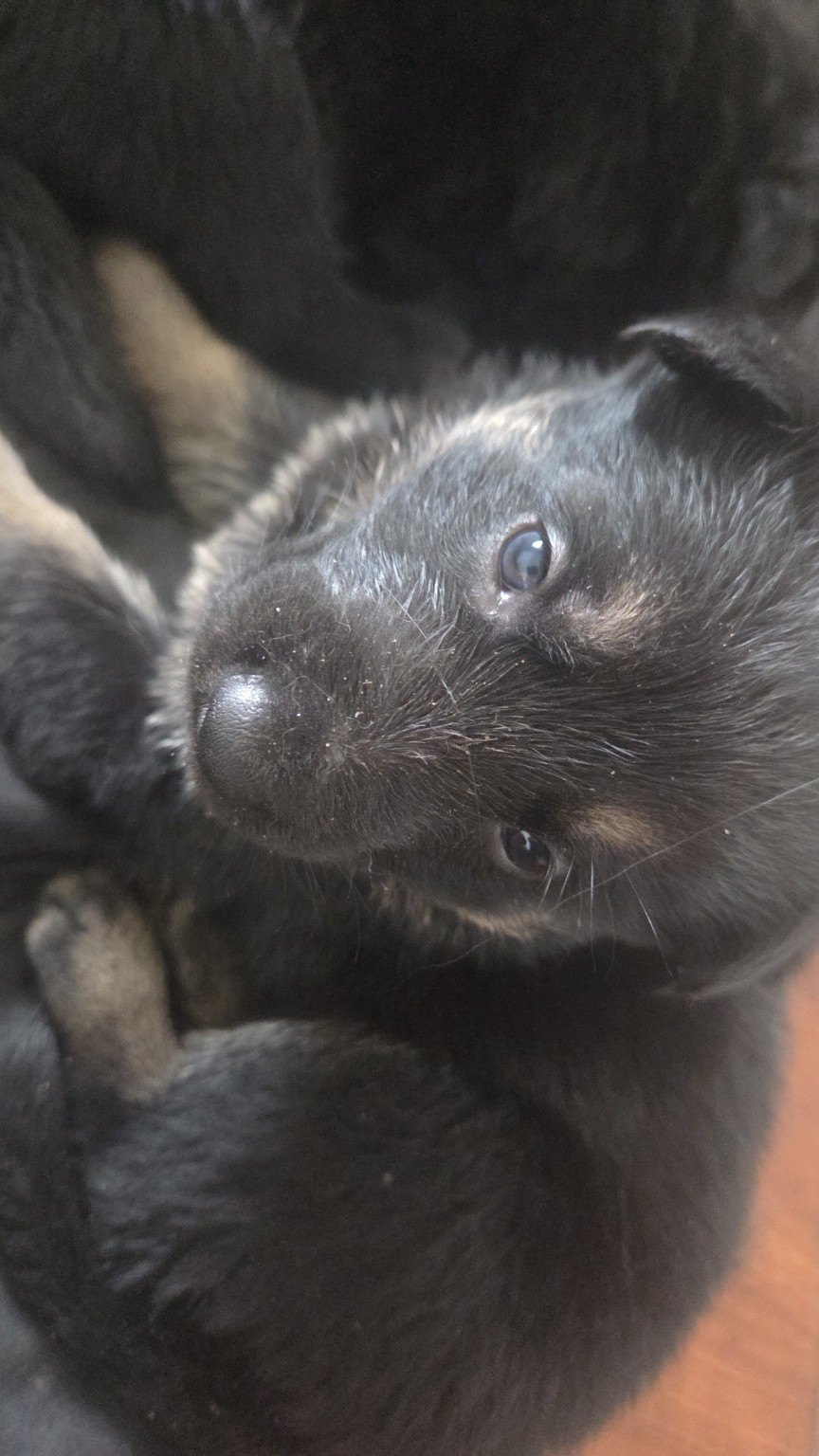 Black German Shepherd puppy close-up