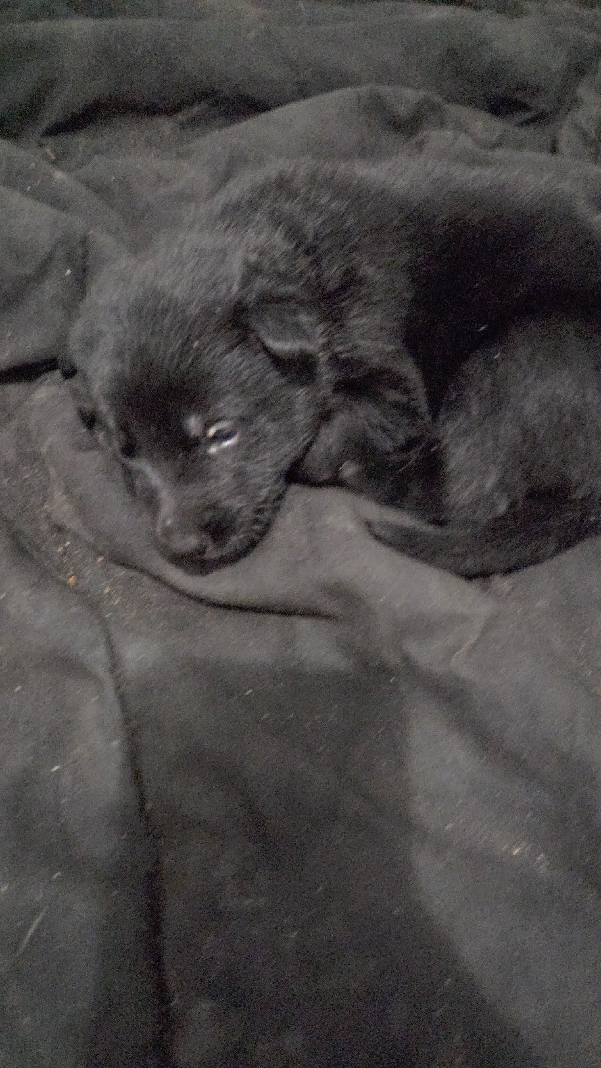 Black German Shepherd puppy resting