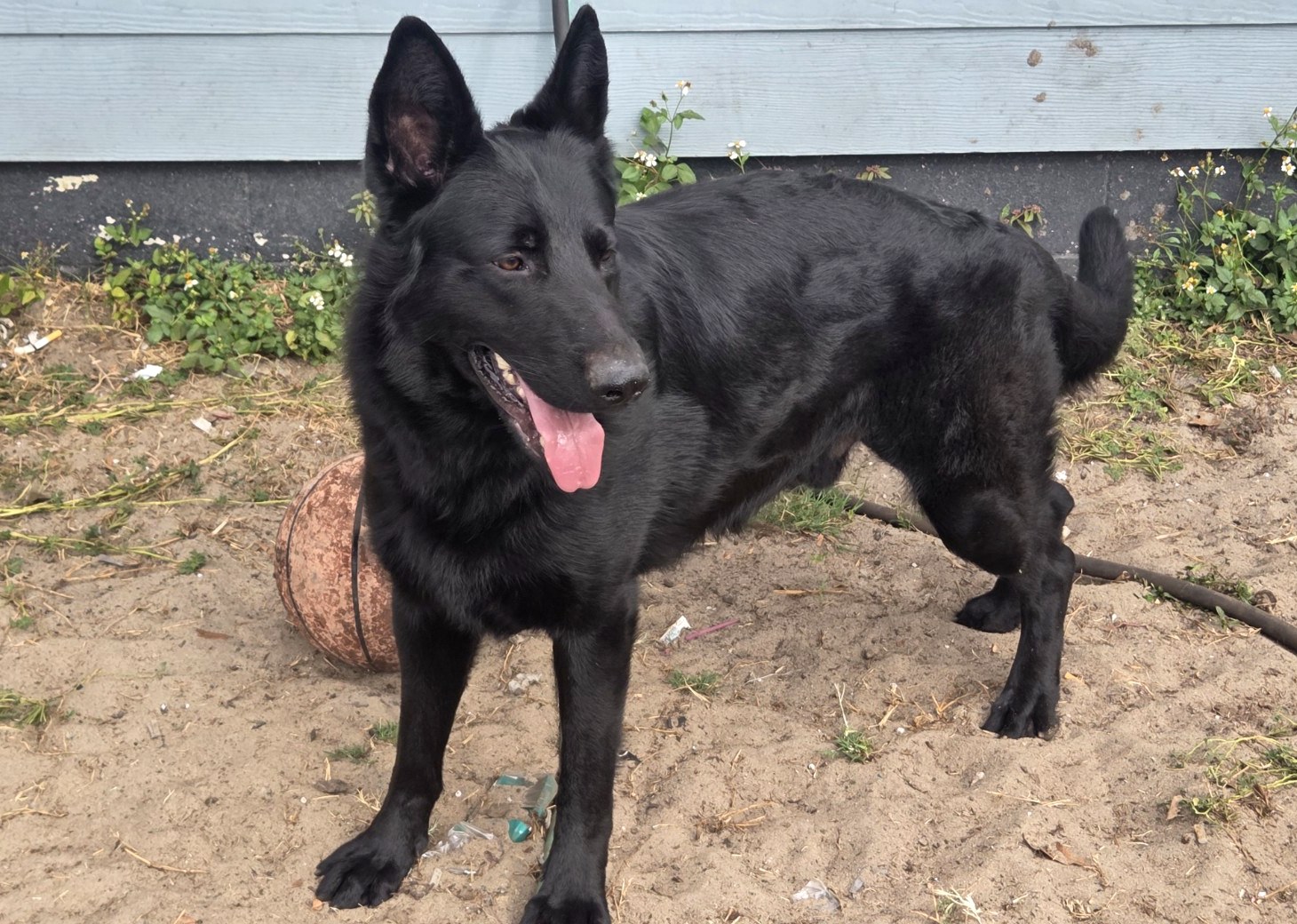 Shadow, black German Shepherd male standing in Ocala, Florida