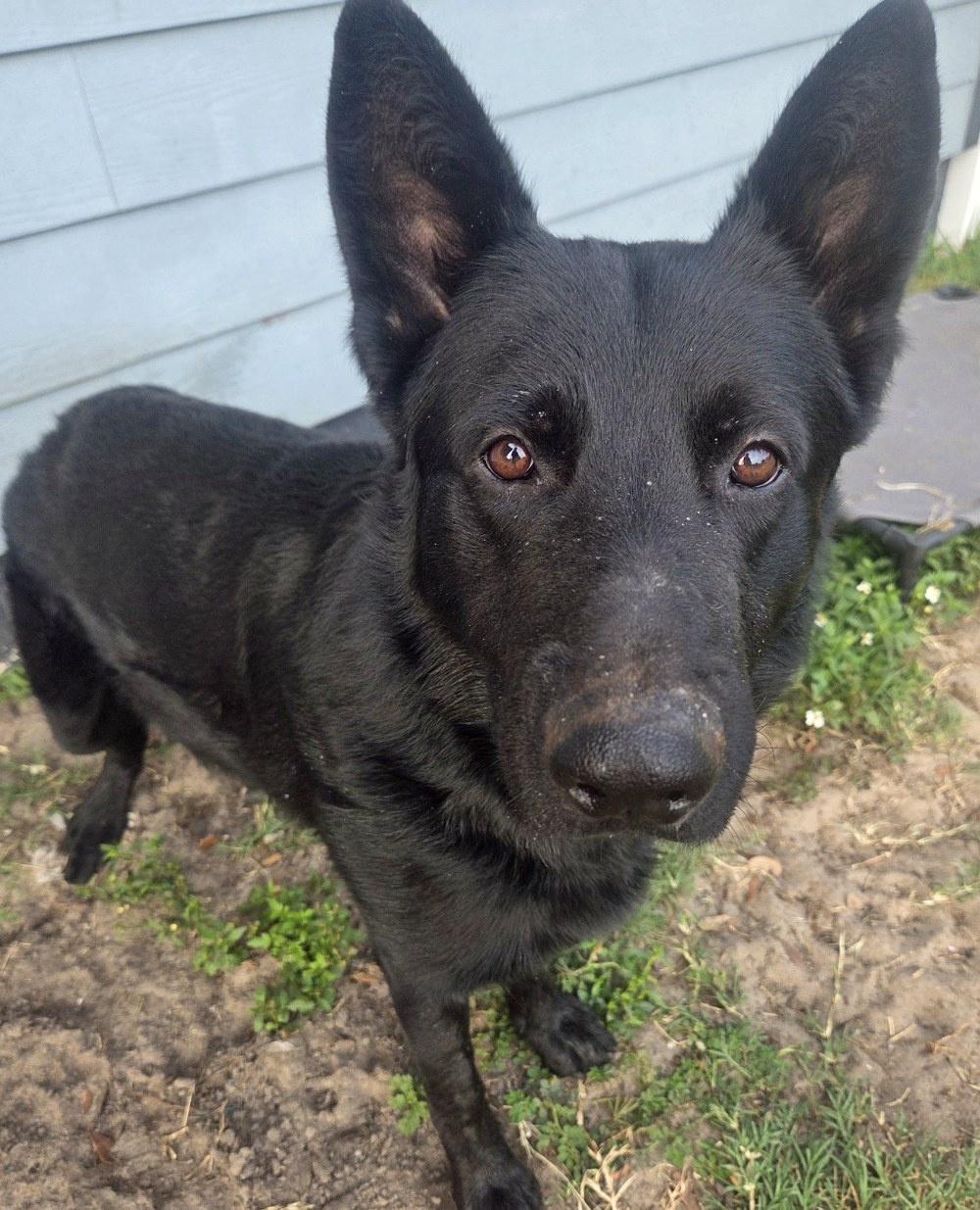 Ocala German Shepherds gallery image