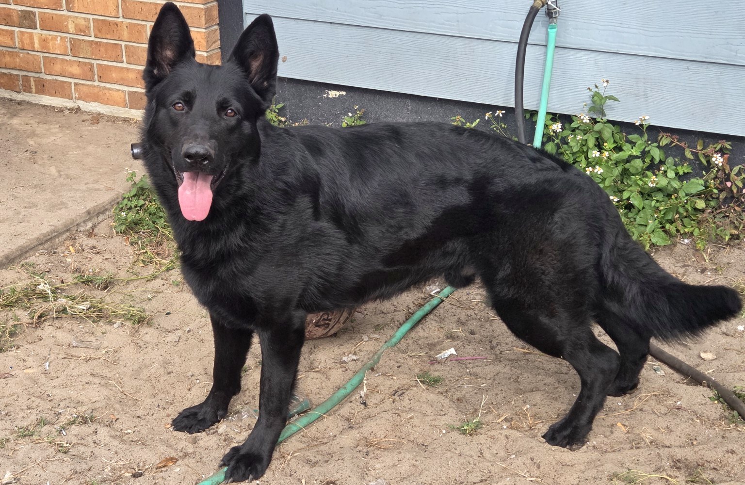 Ocala German Shepherds gallery image